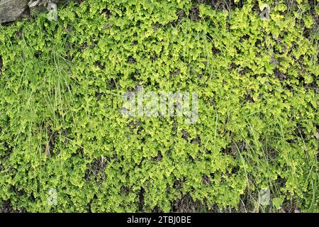 Adiantum capillus-veneris (Black Maidenhair Farn) ist ein Farn mit weltweiter Verbreitung. Dieses Foto wurde im Anisclo Canyon, Provinz Huesca, Aragon aufgenommen Stockfoto