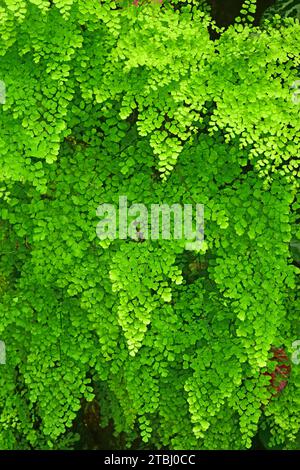 Schwarzer Maidenhair-Farn (Adiantum capillus-veneris) ist ein Farn der weltweiten Verbreitung. Stockfoto