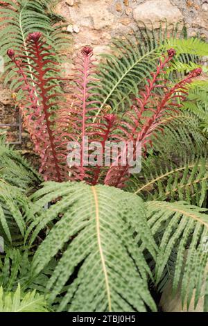 Brasilianischer Zwergfarn (Blechnum brasiliense) ist ein Farn, der im tropischen Amerika beheimatet ist. Stockfoto