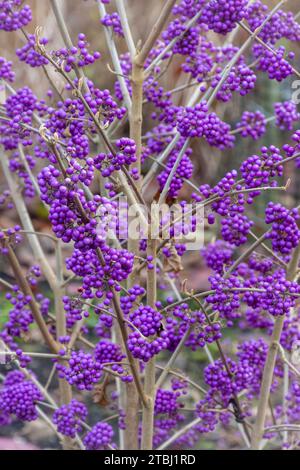 Violette Beeren der Beere Callicarpa bodinieri var. Giraldii „Profusion“ im Dezember oder Winter, Großbritannien Stockfoto