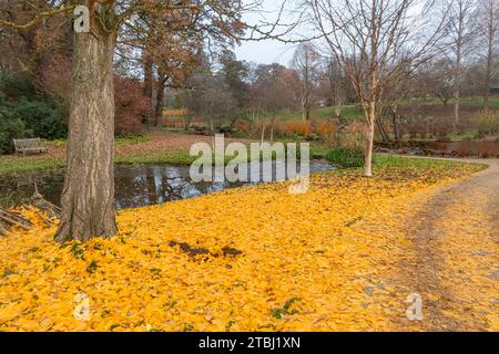Winteransicht der Savill Gardens, Surrey Berkshire Border, England, Großbritannien, im Dezember, mit gelb gefallenen Blättern des Ginkgo biloba Baumes auf dem Boden Stockfoto