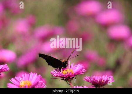 Ein Schmetterling Inachis, Paon du Jour, Pfau, besucht eine lila Arlington Blume im Sauerland Stockfoto