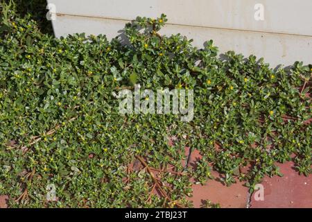 Portulak, in den Fugen, Ritzen zwischen Pflastersteinen, Gemüse-Portulak, Sommerportulak, Portulaca oleracea, Gemeiner Pleuel, Verdolaga, Schweinekraut, Lift Stockfoto