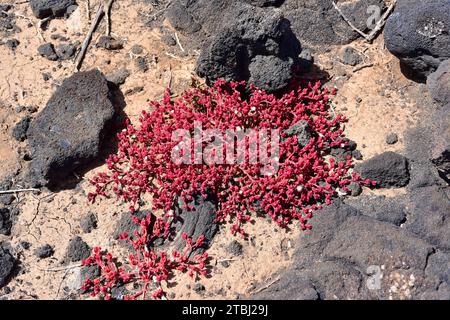 Mesembryanthemum nodiflorum (Slenderleaf Ice Plant, Mesembryanthemum nodiflorum) ist eine kriechende, saftige Pflanze, die in den Küsten des Mittelmeerbeckens auf den Kanarischen Inseln im südlichen Afrika beheimatet ist Stockfoto