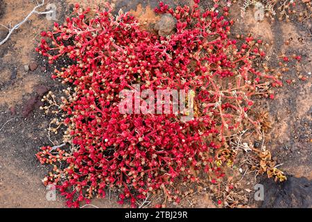 Mesembryanthemum nodiflorum (Slenderleaf Ice Plant, Mesembryanthemum nodiflorum) ist eine kriechende, saftige Pflanze, die in den Küsten des Mittelmeerbeckens auf den Kanarischen Inseln im südlichen Afrika beheimatet ist Stockfoto