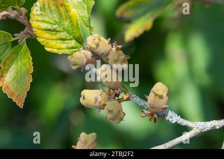 Zaubernuss, Zaubernuß, Frucht, Früchte, Hamamelis spec., Hamamelis Stockfoto