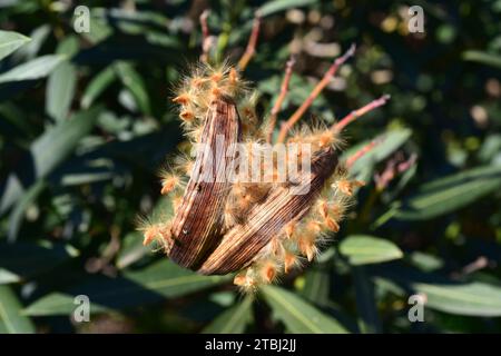 Oleander (Nerium oleander) ist ein giftiger Sträucher, der im Mittelmeerraum und Südasien beheimatet ist. Details reifer Früchte und Samen (anemochorische Dispersion Stockfoto