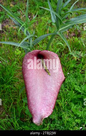 Helicodiceros muscivorus oder Dracunculus muscivorus ist ein ausdauerndes Kraut, das auf den Balearen, Korsika und Sardinien beheimatet ist. Ist a t Stockfoto