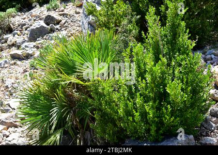 Europäische Fächerpalme oder mediterrane Zwergpalme (Chamaerops humilis) links und Europäische Box (Buxus sempervirens) rechts. Die europäische Fanpalme ist der einzige Kumpel Stockfoto