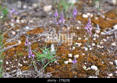 Prospero obtusifolium intermedium ist eine mehrjährige Pflanze, die im westlichen Mittelmeerbecken endemisch ist. Ist in der Roten Liste der bedrohten Arten enthalten. Dies Stockfoto