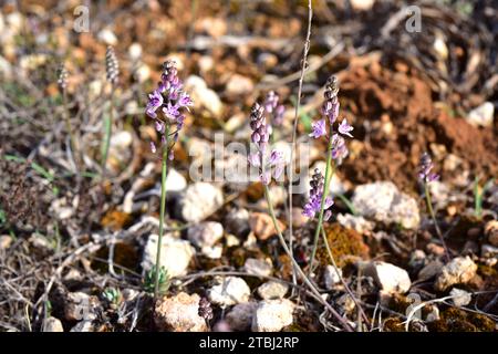 Prospero obtusifolium intermedium ist eine mehrjährige Pflanze, die im westlichen Mittelmeerbecken endemisch ist. Ist in der Roten Liste der bedrohten Arten enthalten. Dies Stockfoto