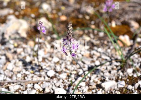 Prospero obtusifolium intermedium ist eine mehrjährige Pflanze, die im westlichen Mittelmeerbecken endemisch ist. Ist in der Roten Liste der bedrohten Arten enthalten. Dies Stockfoto