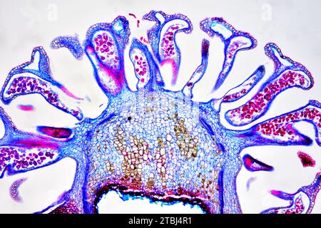 Männlicher Kegel der europäischen Lärche (Larix decidua) mit Pollen. Optisches Mikroskop X40. Stockfoto