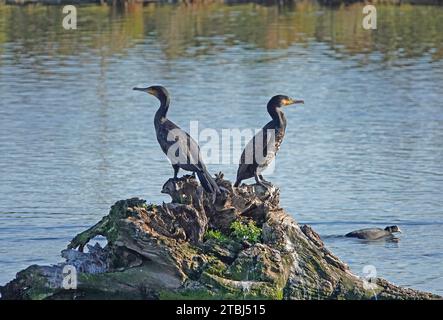 Zwei große Kormorane stehen auf einem Baumstamm im Wasser. Ein Wasserbad schwimmt im See Stockfoto