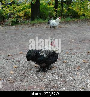 Eine Pekin Bantam-Henne läuft frei in der Nähe eines Bauernhofes herum, ihre Federn sind schwarz-weiß Stockfoto