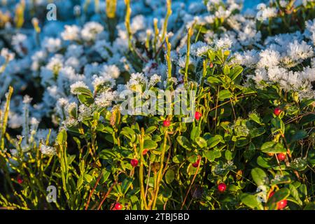 Vaccinium vitis-idaea, die Preiselbeere, die Paprikabeere, die Berglandbeere oder die Kuhbeere im Peak District mit Frost Stockfoto