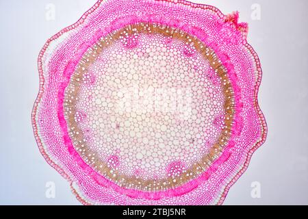 Eudicot junger Stamm von Tilia sp. Zeigt Nagelhaut, Epidermis, Collenchym, Cortex, Parenchym, Pithel, Phloem und Xylem. Optisches Mikroskop X40. Stockfoto