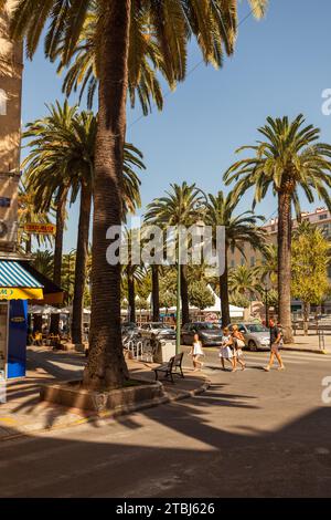 Palmen, Ajaccio, Corsica-du-Sud, Korsika, Frankreich. Stockfoto