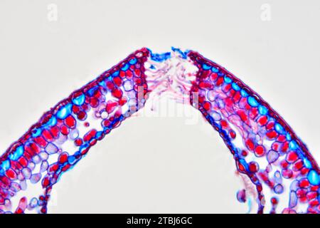 Gerolltes Blatt von Calluna vulgaris mit versunkenen Stomata. Optisches Mikroskop X200. Stockfoto