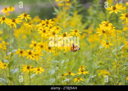 Monarchschmetterling Nektaring auf hohem tickseed im Norden von Wisconsin. Stockfoto