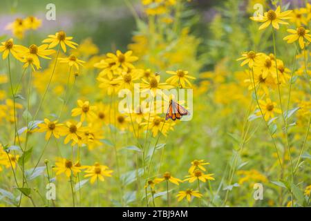 Monarchschmetterling Nektaring auf hohem tickseed im Norden von Wisconsin. Stockfoto