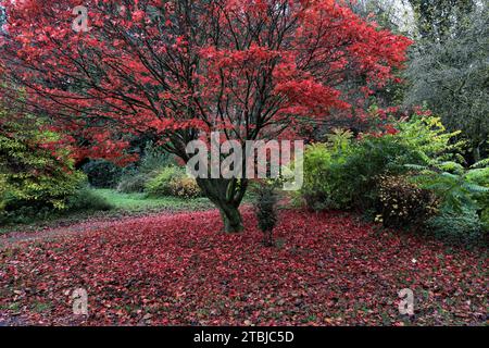 Herbstfarben auf einem roten Acer Baum, Mill Green Play Park, Dumfries Town, Dumfries and Galloway, Schottland, Großbritannien Stockfoto