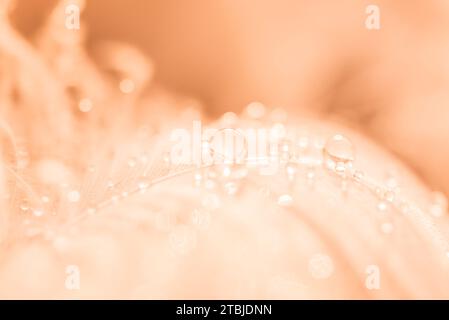 Farbe des Jahres 2024 Peach Fuzz. Transparente Wassertropfen auf Feder auf türkisfarbenem Hintergrund, traumhaft elegantes Bild von Fragilität und Schönheit der Natur. Makrophotographie. Selektiver Fokus. Stockfoto