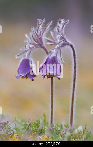 Kleine Pasque-Blüte (Pulsatilla pratensis / Anemone pratensis) blüht im Frühjahr, heimisch in Mittel- und Osteuropa Stockfoto