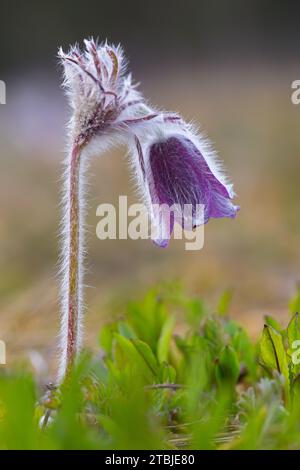 Kleine Pasque-Blüte (Pulsatilla pratensis / Anemone pratensis) blüht im Frühjahr, heimisch in Mittel- und Osteuropa Stockfoto