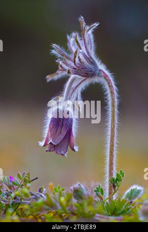 Kleine Pasque-Blüte (Pulsatilla pratensis / Anemone pratensis) blüht im Frühjahr, heimisch in Mittel- und Osteuropa Stockfoto