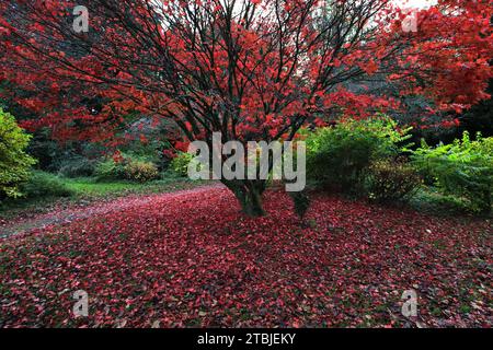 Herbstfarben auf einem roten Acer Baum, Mill Green Play Park, Dumfries Town, Dumfries and Galloway, Schottland, Großbritannien Stockfoto