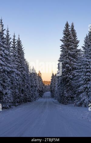 Ein Skizentrum außerhalb der Stadt Ludvika in Schweden, wo Sie Langlaufen gehen können und es gibt auch Loipen für Hundeschlittenfahrten Stockfoto