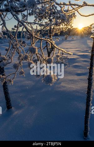 Ein Skizentrum außerhalb der Stadt Ludvika in Schweden, wo Sie Langlaufen gehen können und es gibt auch Loipen für Hundeschlittenfahrten Stockfoto