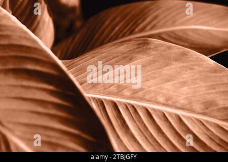 Trendige Farbe Pfirsich Fuzz hinterlässt Hintergrund. Verschwommenes Bokeh. Abstrakte Kulisse für Sonnenschein. Natürliches Blattkonzept. Nahaufnahme und marco hat geschossen. Stockfoto
