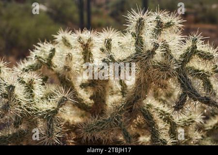 In den Superstion Mountains in Apache Junction, Arizona, USA, gibt es eine Chain Fruit, hängende Frucht oder springende Cholla-Kaktus Stockfoto