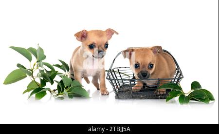 Wenig chihuahuas vor weißem Hintergrund Stockfoto