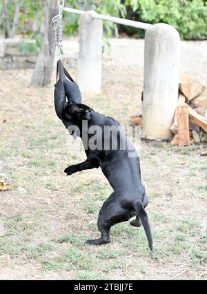 Hündchen staffordshire Bull Terrier Training zum Beißen Stockfoto