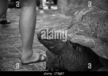 Die begabten Schildkröten auf der Gefängnisinsel Sansibar Stockfoto