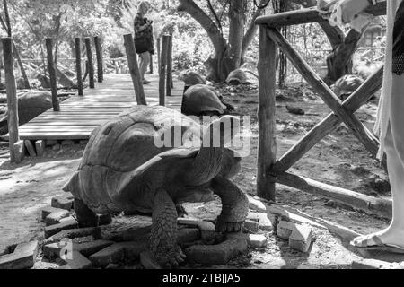 Die begabten Schildkröten auf der Gefängnisinsel Sansibar Stockfoto