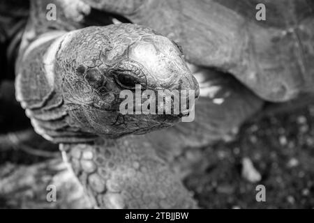 Die begabten Schildkröten auf der Gefängnisinsel Sansibar Stockfoto