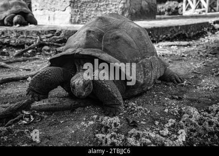 Die begabten Schildkröten auf der Gefängnisinsel Sansibar Stockfoto