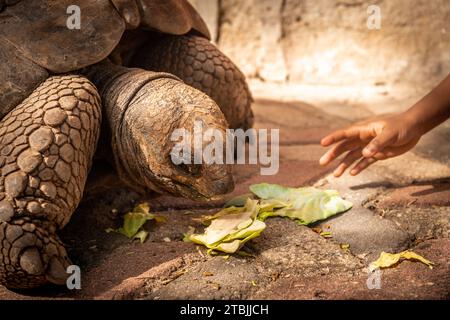 Die begabten Schildkröten auf der Gefängnisinsel Sansibar Stockfoto