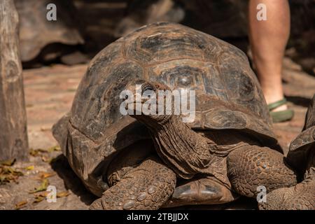 Die begabten Schildkröten auf der Gefängnisinsel Sansibar Stockfoto