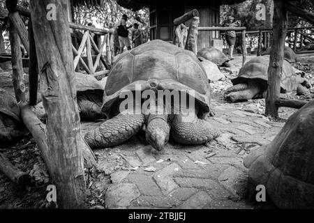 Die begabten Schildkröten auf der Gefängnisinsel Sansibar Stockfoto