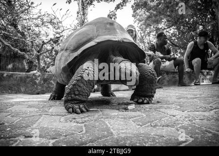 Die begabten Schildkröten auf der Gefängnisinsel Sansibar Stockfoto