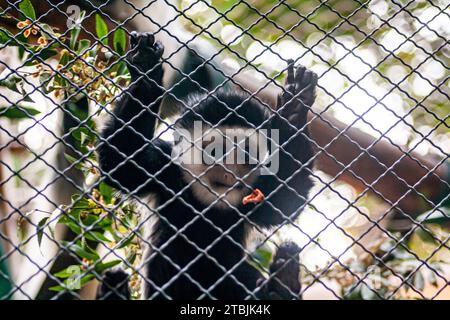 Bemantelte Guereza juvenile, Colobus guereza, auch bekannt als östlicher Schwarzweiß-Kolobus oder Abessinischer Schwarzweiß-Kolobus Stockfoto