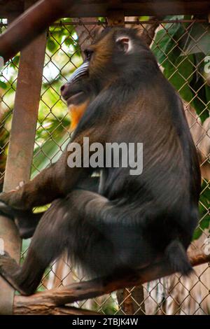 Männlicher Mandrill, Mandrillus Sphinx, in einem Zoo Stockfoto