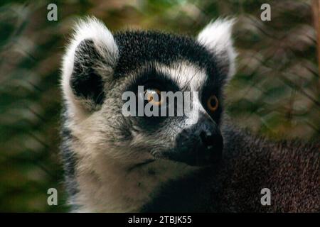 Katta Lemur catta Stockfoto