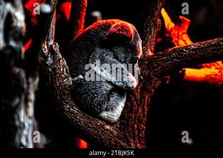 Schlafender Koala, Phascolarctos cinereus Stockfoto