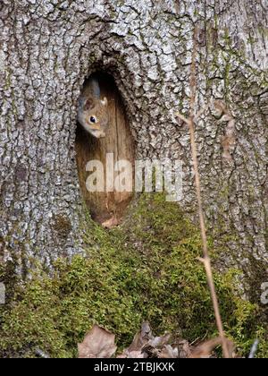 Graues Eichhörnchen (Sciurus carolinensis), das vom Eingang des Nistplatzes in einem Hohlbaum aus blickt, Nagshead RSPB Reserve, Forest of Dean, Gloucestershire. Stockfoto